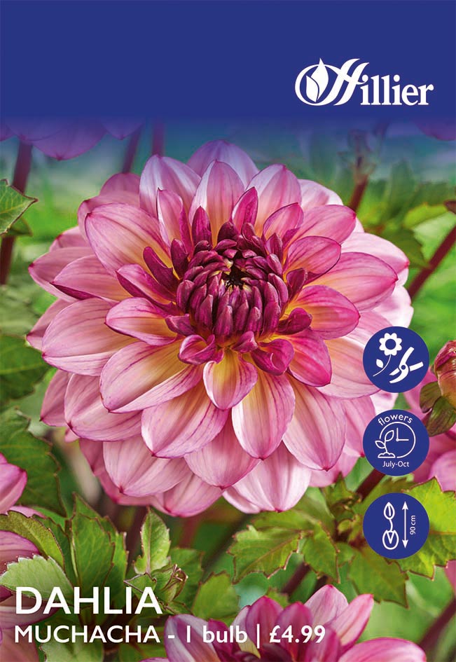 8718641998816 1 HS918 Dahlia Muchacha.jpg